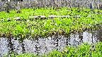 mizubasho7-20250426114044.jpg