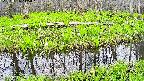 mizubasho7-20250426115043.jpg