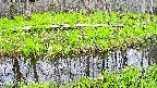 mizubasho7-20250426120044.jpg