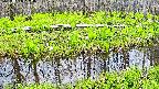 mizubasho7-20250426122041.jpg