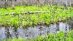 mizubasho7-20250426131041.jpg