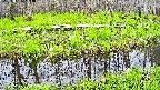 mizubasho7-20250426133041.jpg