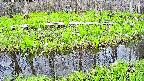 mizubasho7-20250426134045.jpg