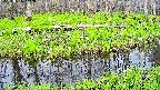mizubasho7-20250426142040.jpg