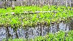 mizubasho7-20250426144042.jpg