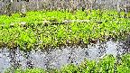 mizubasho7-20250426145042.jpg