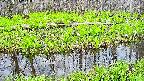 mizubasho7-20250426154042.jpg