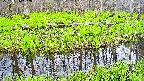 mizubasho7-20250426162038.jpg