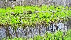 mizubasho7-20250426163043.jpg
