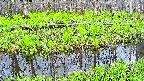 mizubasho7-20250427054041.jpg