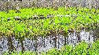 mizubasho7-20250427055041.jpg