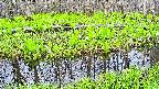 mizubasho7-20250427061040.jpg