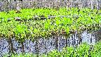 mizubasho7-20250427062041.jpg