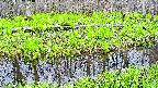 mizubasho7-20250427064041.jpg
