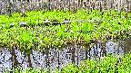 mizubasho7-20250427065040.jpg