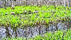 mizubasho7-20250427073040.jpg