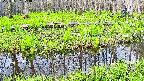 mizubasho7-20250427074040.jpg