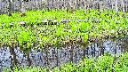 mizubasho7-20250427075045.jpg