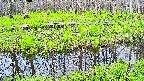 mizubasho7-20250427080042.jpg