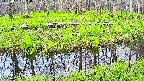 mizubasho7-20250427081040.jpg