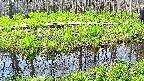 mizubasho7-20250427092044.jpg