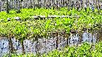 mizubasho7-20250427101042.jpg