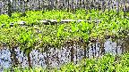 mizubasho7-20250427102042.jpg