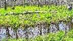 mizubasho7-20250427105042.jpg