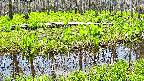 mizubasho7-20250427112043.jpg