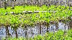 mizubasho7-20250427115040.jpg