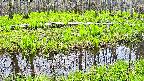 mizubasho7-20250427120041.jpg