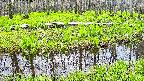 mizubasho7-20250427121043.jpg
