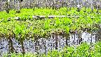 mizubasho7-20250427123040.jpg
