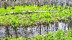 mizubasho7-20250427124041.jpg