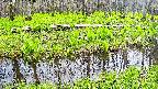 mizubasho7-20250427131040.jpg
