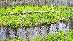 mizubasho7-20250427132041.jpg