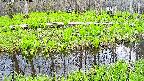 mizubasho7-20250427134043.jpg