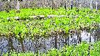 mizubasho7-20250427135041.jpg