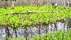 mizubasho7-20250427141040.jpg