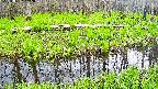 mizubasho7-20250427142042.jpg