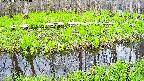 mizubasho7-20250427143041.jpg