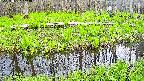 mizubasho7-20250427144041.jpg
