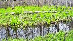 mizubasho7-20250427150042.jpg
