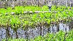 mizubasho7-20250427151039.jpg