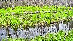 mizubasho7-20250427153043.jpg