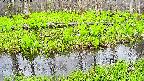 mizubasho7-20250427171040.jpg