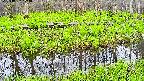 mizubasho7-20250427174039.jpg
