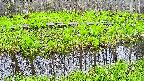 mizubasho7-20250427181039.jpg