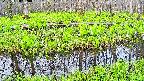 mizubasho7-20250428050041.jpg