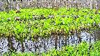 mizubasho7-20250428051040.jpg